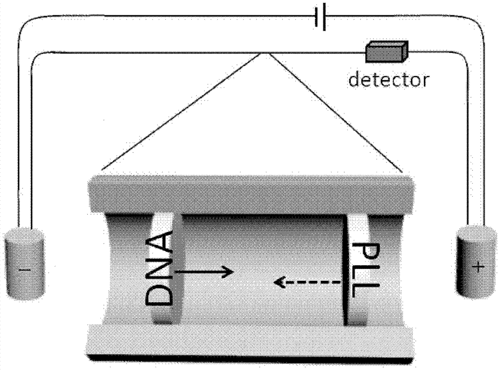 Method for preparing DNA (Deoxyribonucleic Acid) or RNA (Ribonucleic Acid) complex