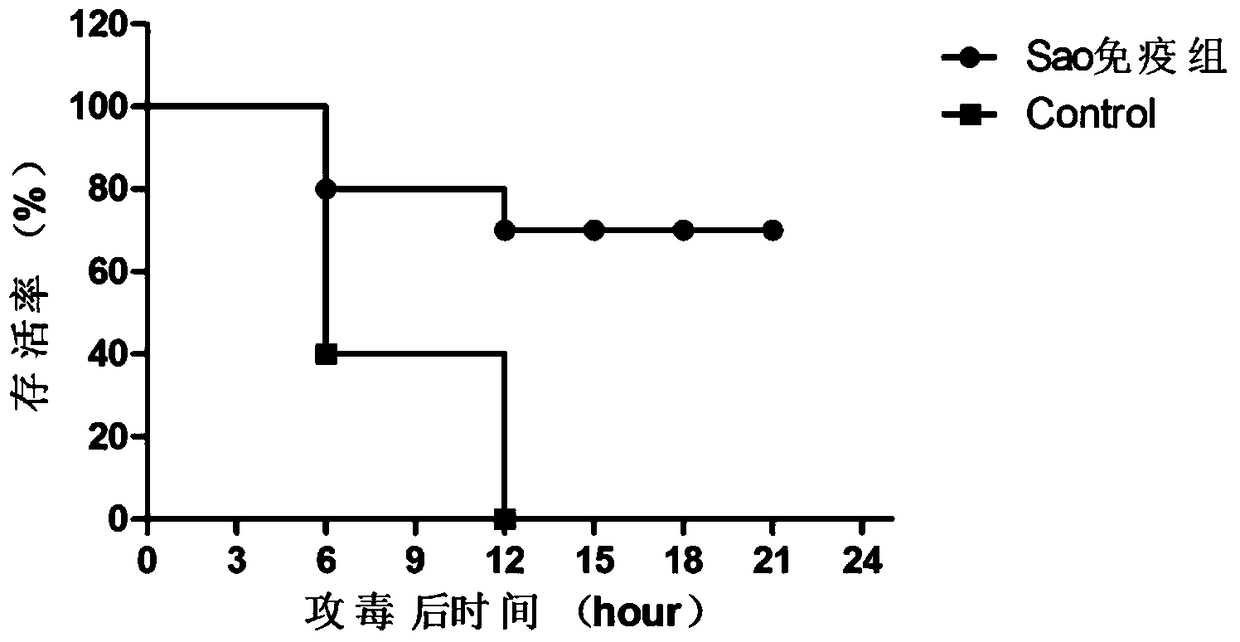 A kind of streptococcus suis truncated protein sao and its application