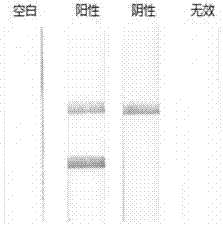 Lateral flow test strip detection kit for detection of felissilvestriscatus component in feed and application of lateral flow test strip detection kit