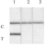 Lateral flow test strip detection kit for detection of felissilvestriscatus component in feed and application of lateral flow test strip detection kit