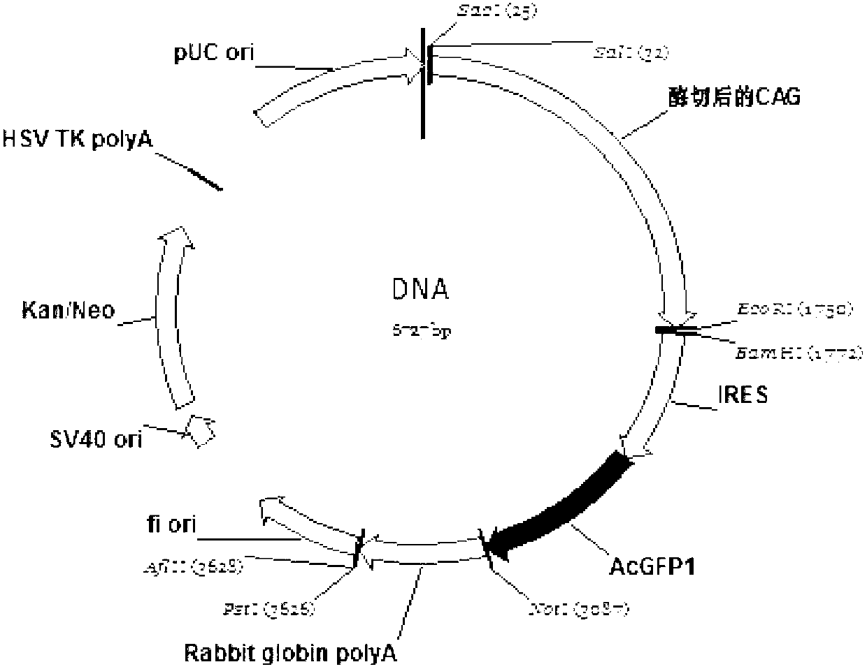 Bicistronic mRNA coexpression gene transporter and preparation method thereof