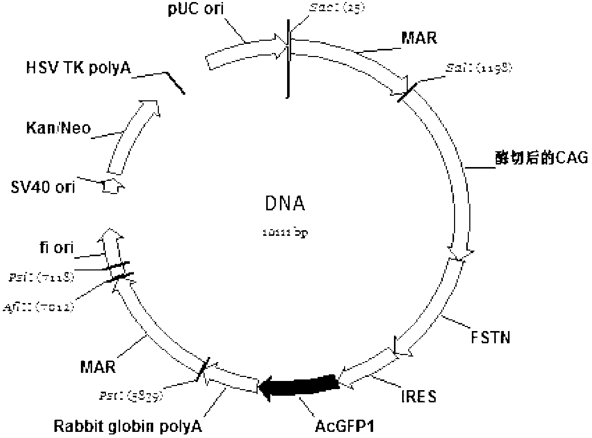 Bicistronic mRNA coexpression gene transporter and preparation method thereof