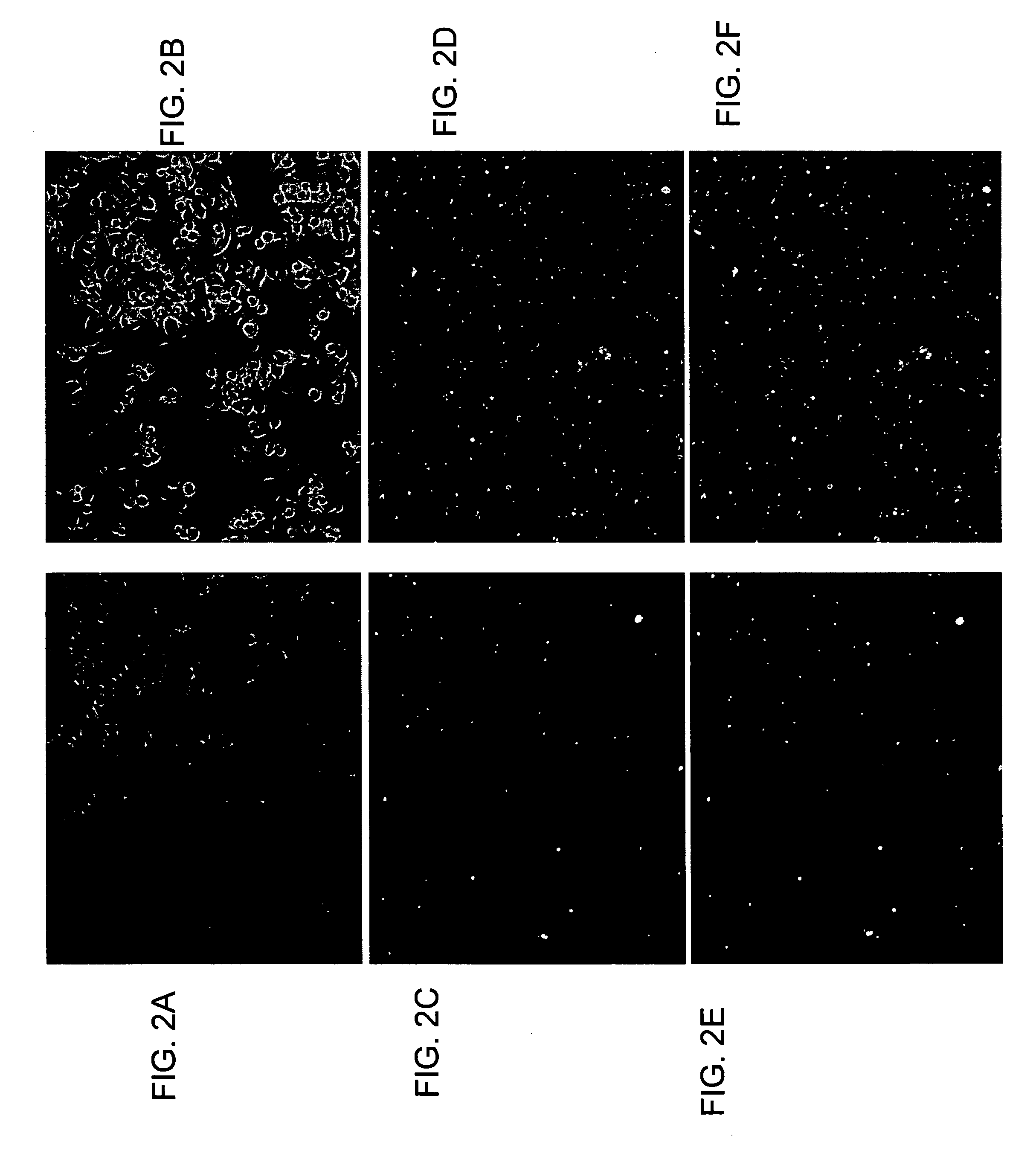 Cell-targeting nanoparticles comprising polynucleotide agents and uses thereof