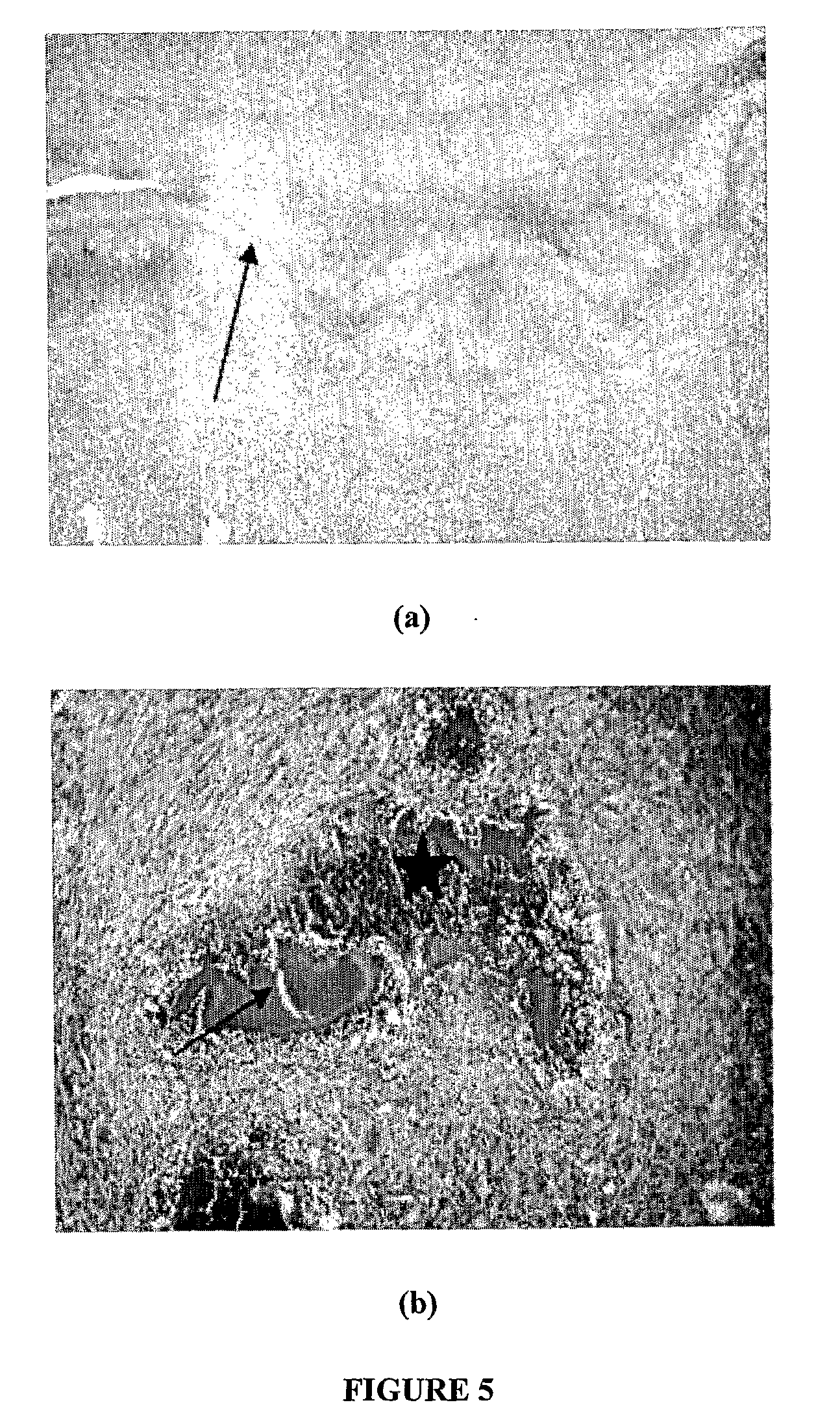 Biocompatible and Biodegradable Biopolymer Matrix