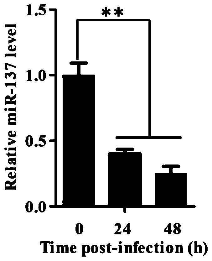 Application of AMO-miR-137 in preparation of broad-spectrum preparation for resisting white spot syndrome viruses