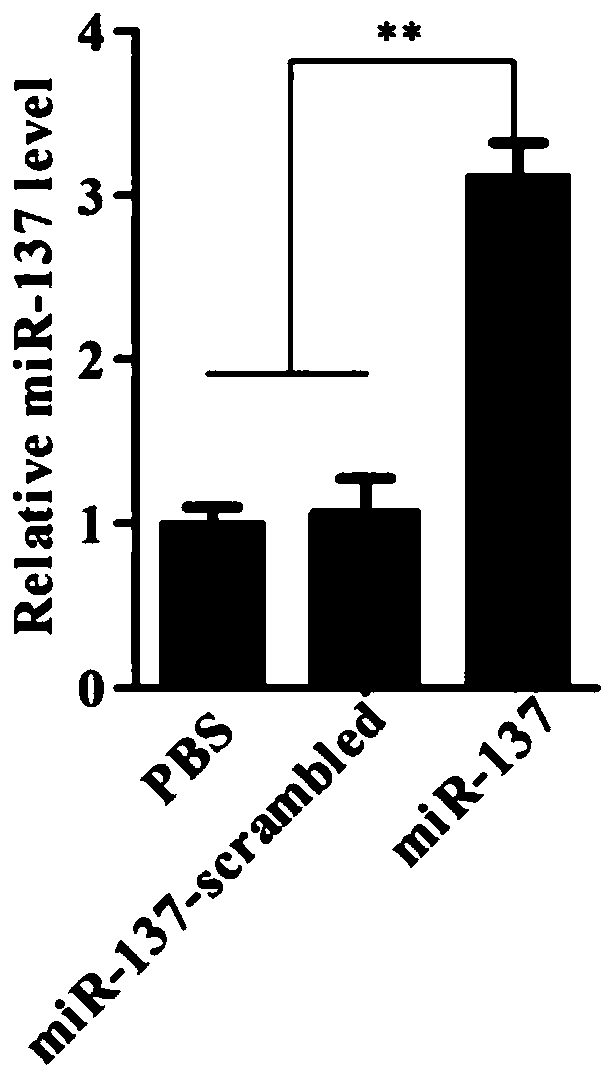 Application of AMO-miR-137 in preparation of broad-spectrum preparation for resisting white spot syndrome viruses