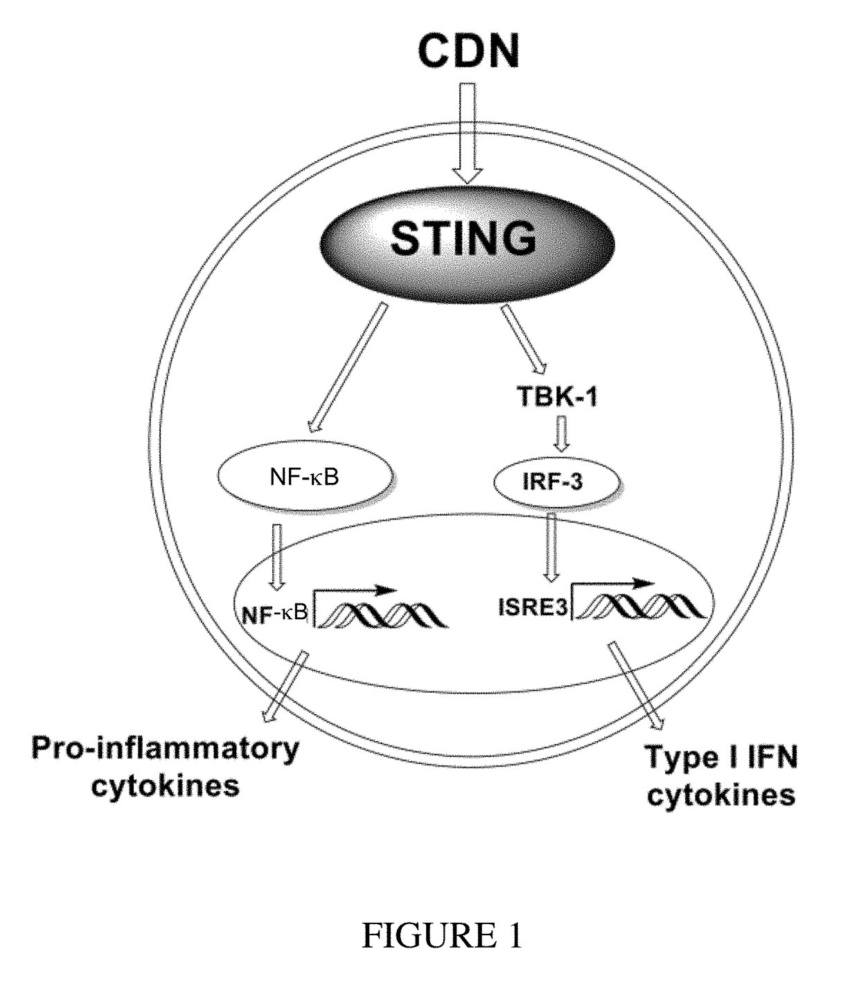 Cyclic dinucleotides for cytokine induction