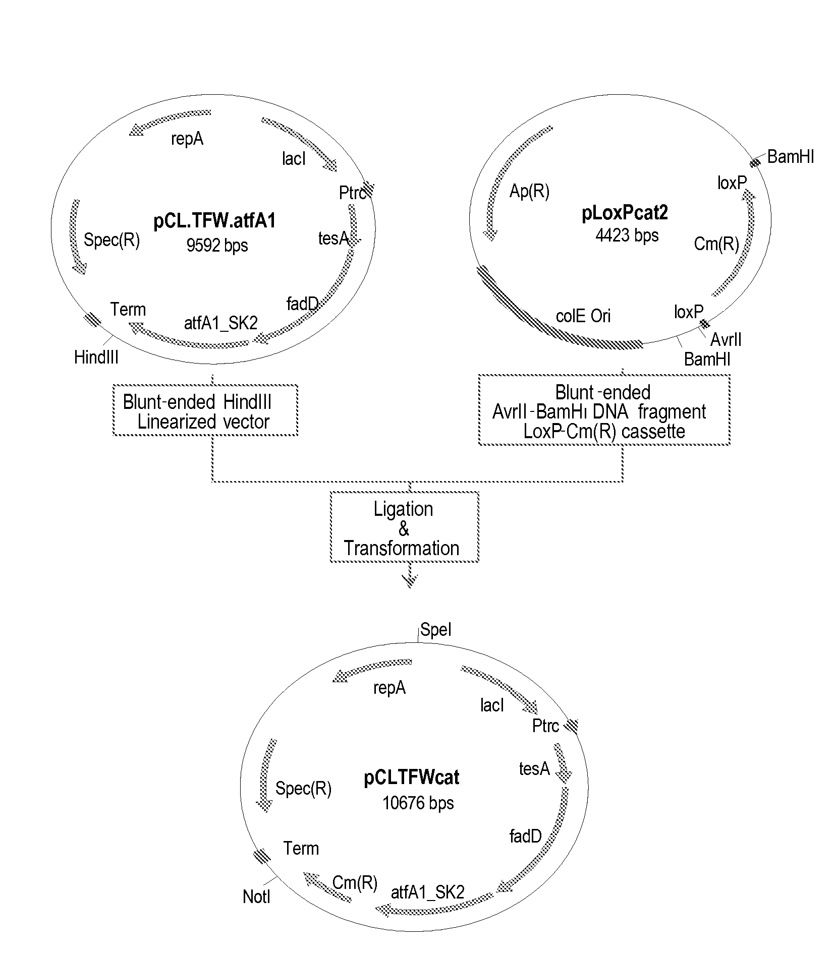 Production of commercial biodiesel from genetically modified microorganisms