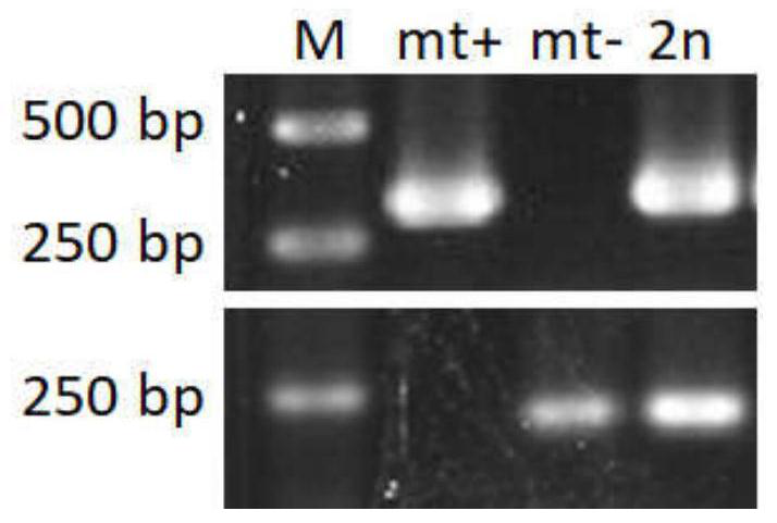 Enteromorpha gender specific molecular marker and application thereof