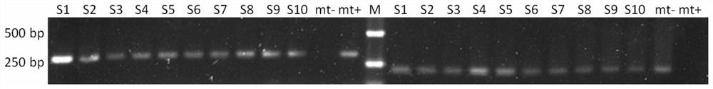 Enteromorpha gender specific molecular marker and application thereof