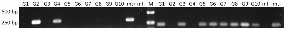 Enteromorpha gender specific molecular marker and application thereof