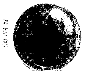 Phosphate solubilizing bacterium, as well as preparation method and application thereof