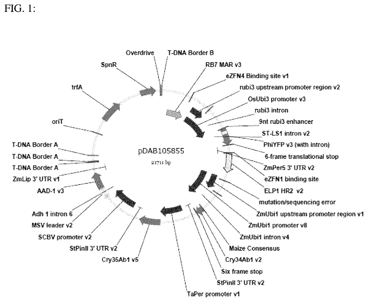 Methodologies and compositions for creating targeted recombination and breaking linkage between traits