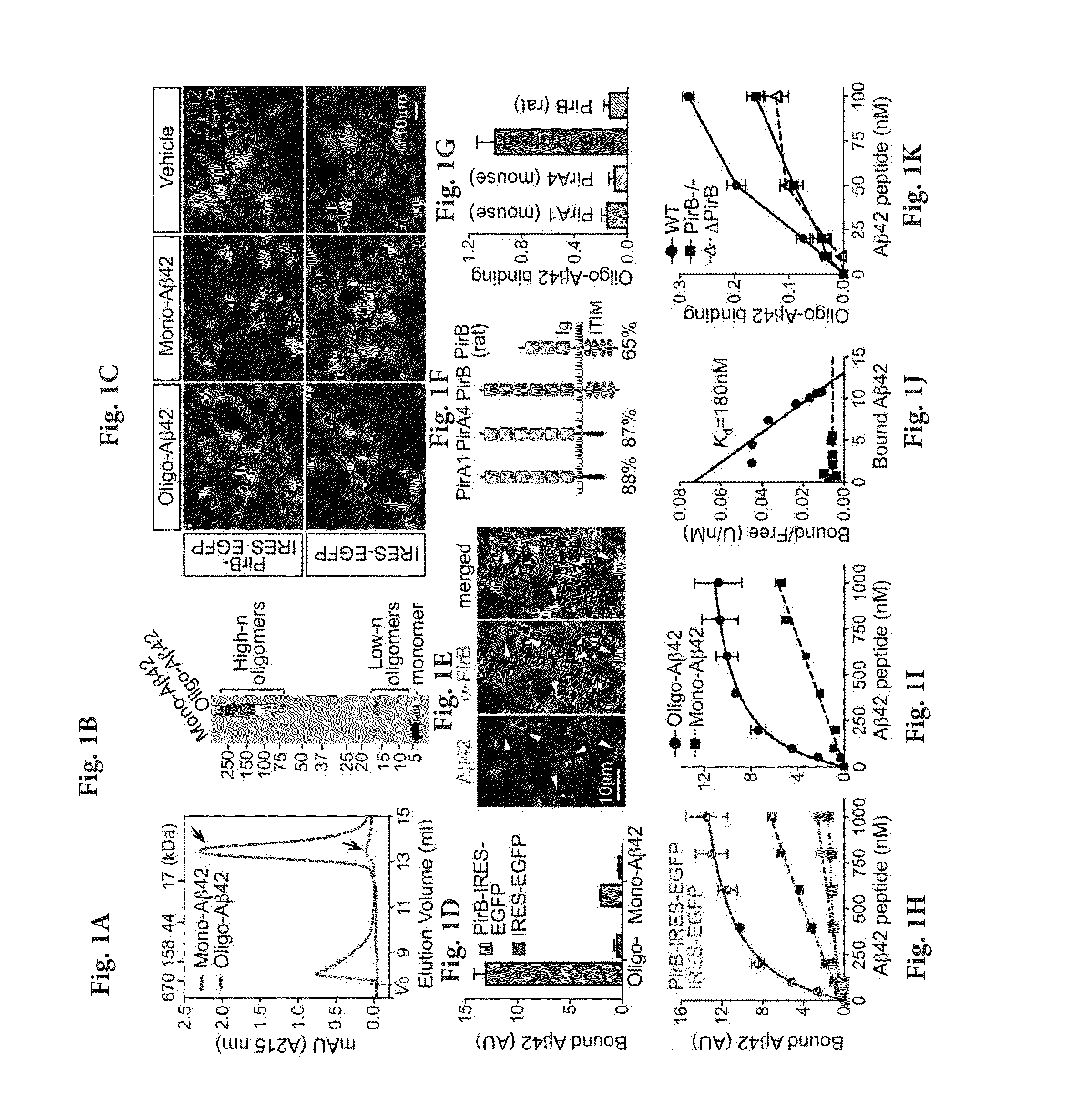 Methods and Compositions for Inhibiting the Effects of Amyloid Beta Oligomers