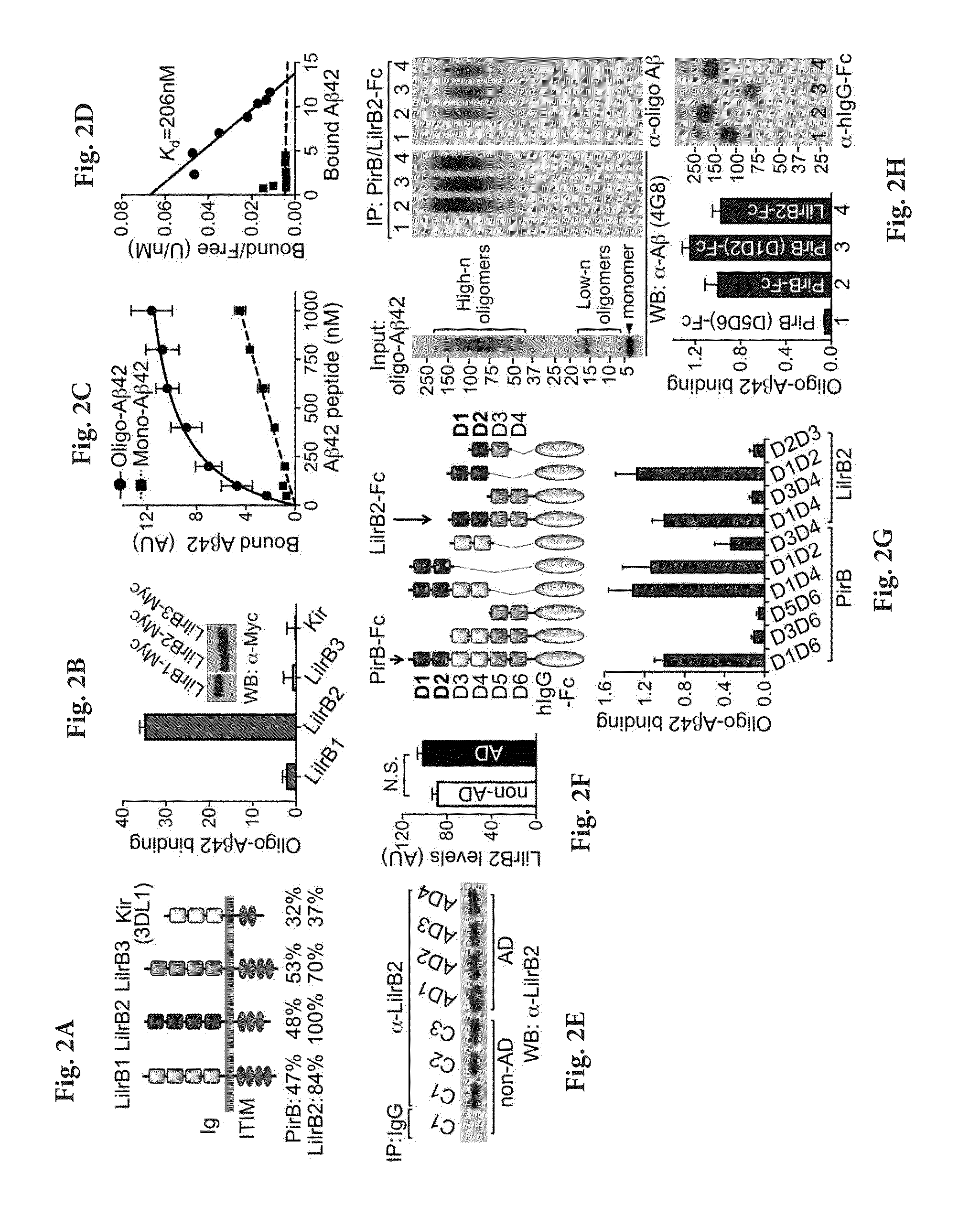 Methods and Compositions for Inhibiting the Effects of Amyloid Beta Oligomers