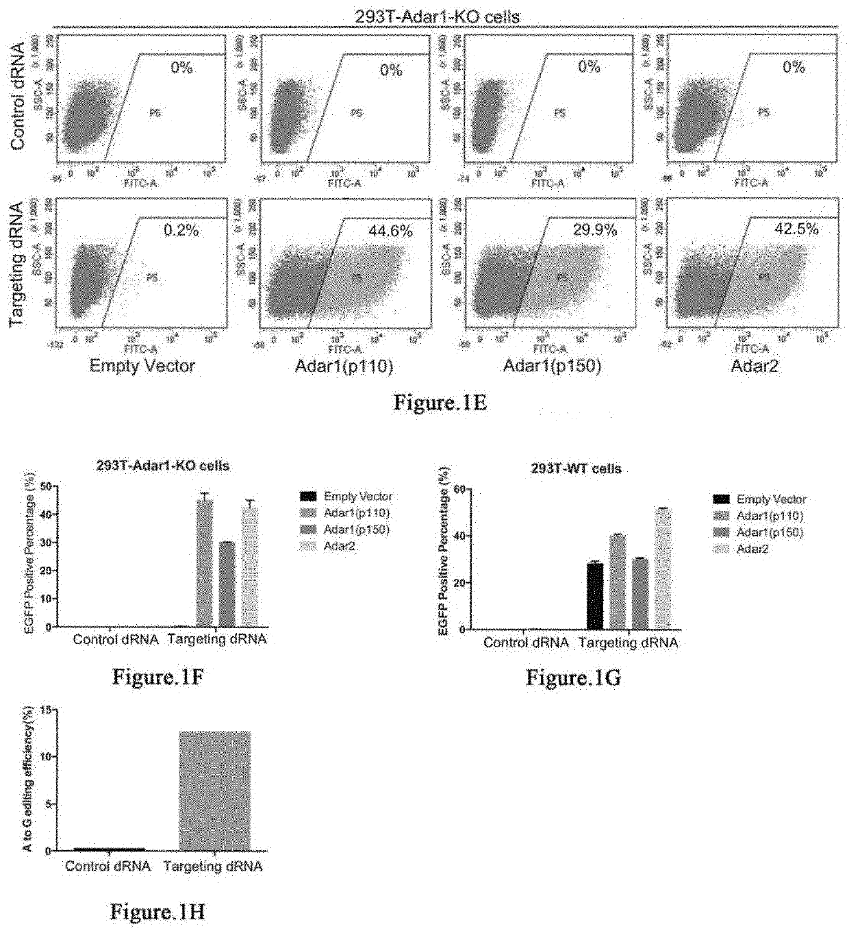 Methods and compositions for editing rnas