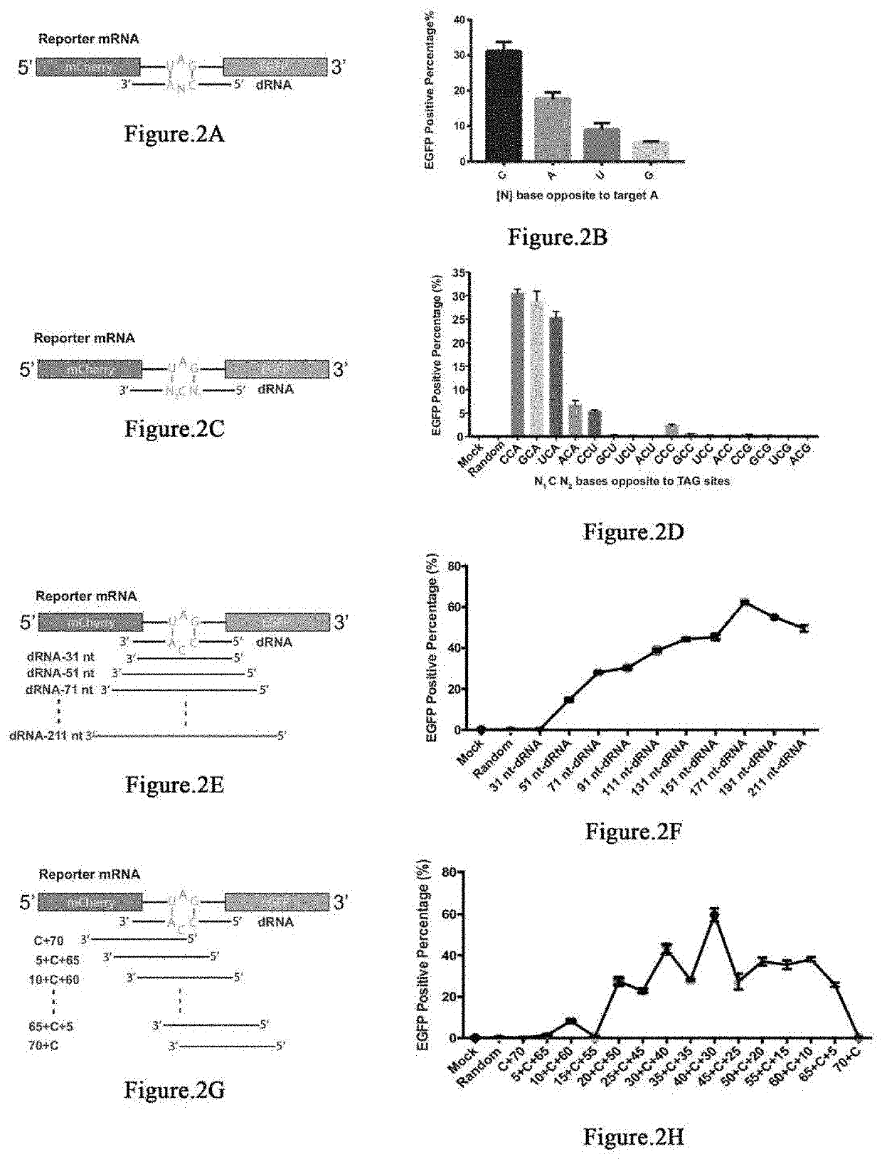 Methods and compositions for editing rnas