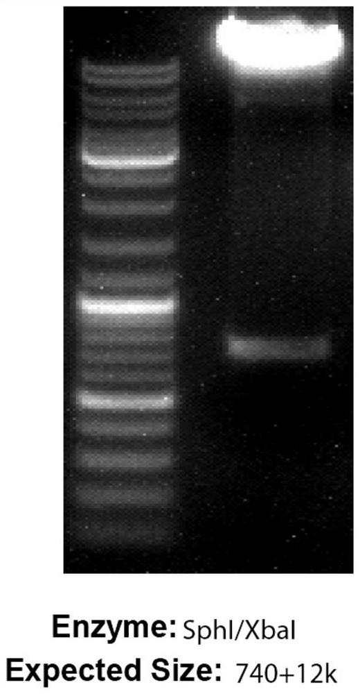 Construction of mercury ion microorganism whole-cell biosensor taking violacein as output signal and application thereof