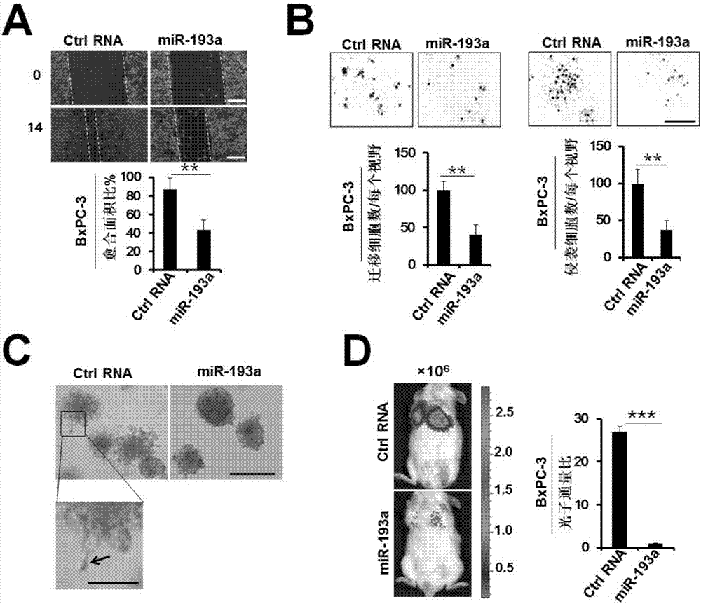 Application of miR-193a-3p