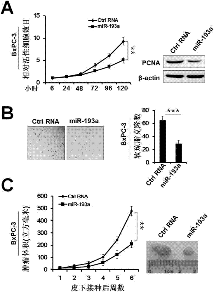 Application of miR-193a-3p