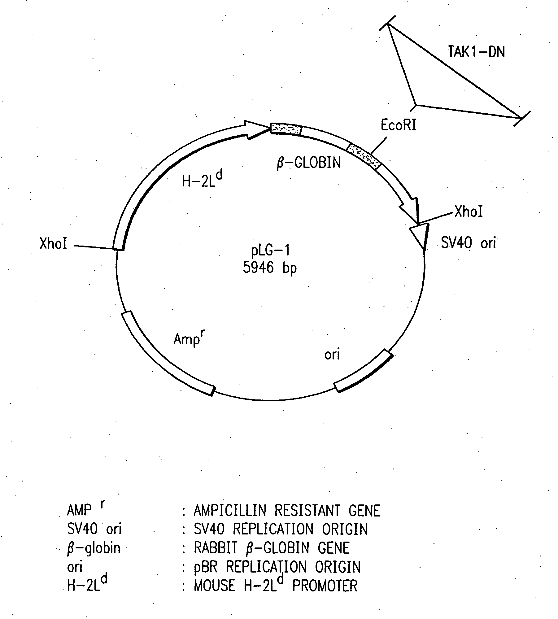 Method for screening compounds inhibiting signal transduction through inflammatory cytokines