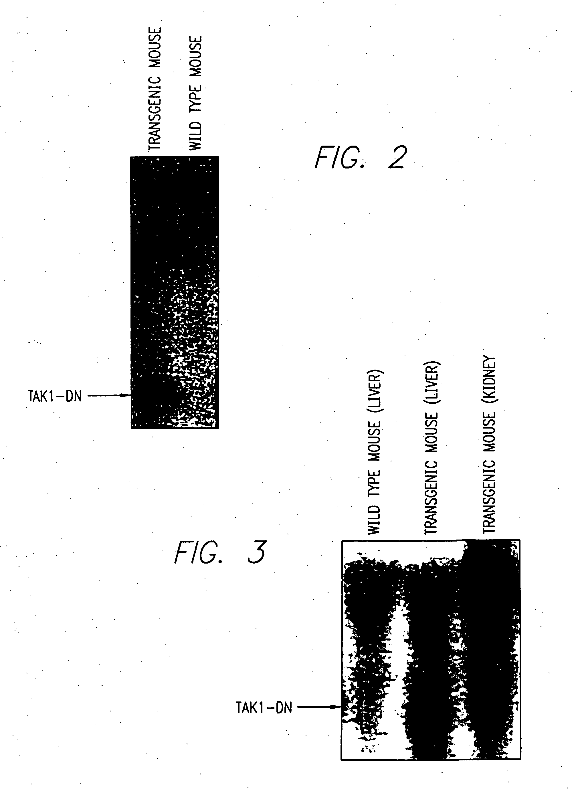 Method for screening compounds inhibiting signal transduction through inflammatory cytokines