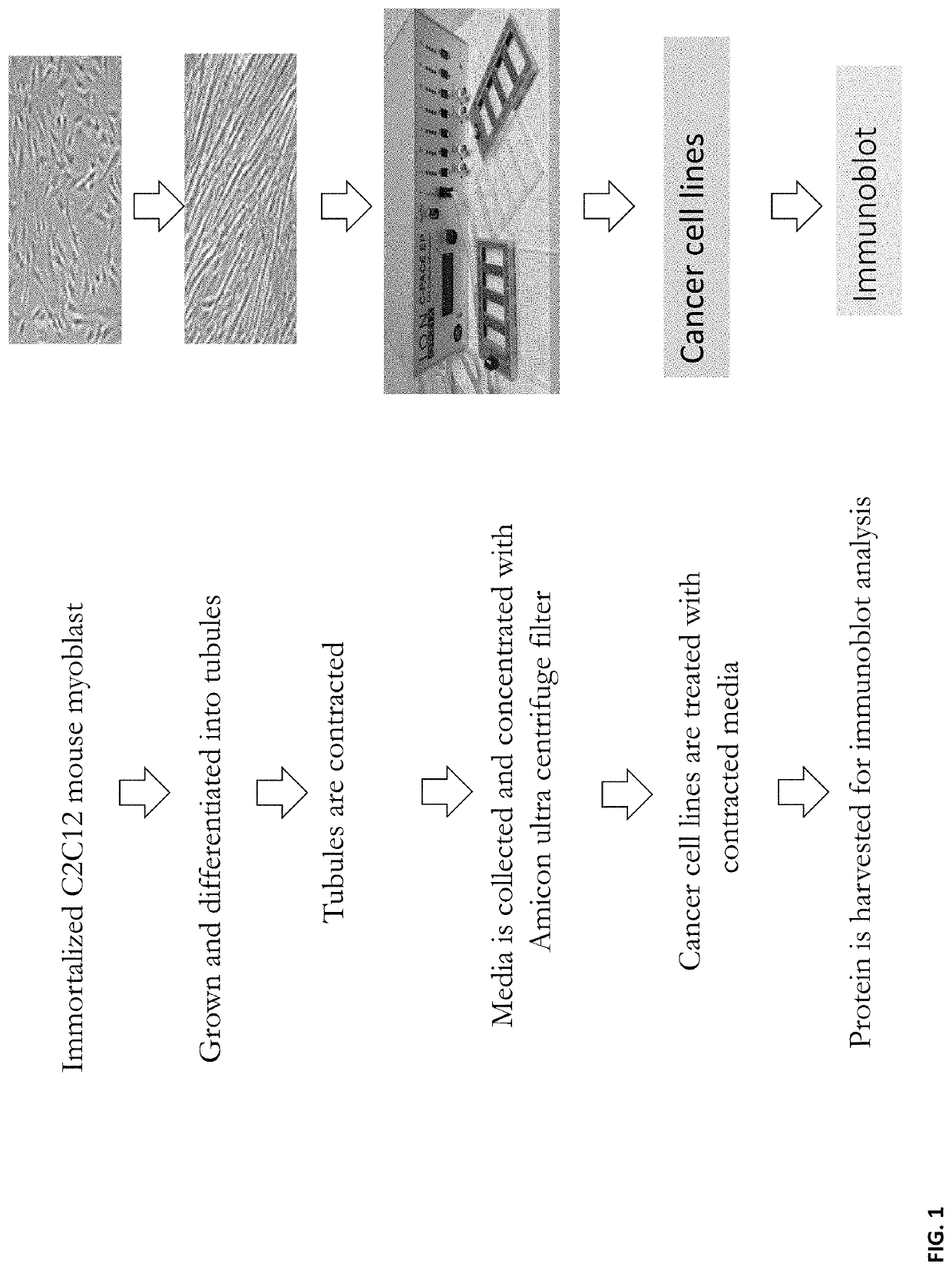 Myokines for treating cell proliferative and metabolic diseases and disorders