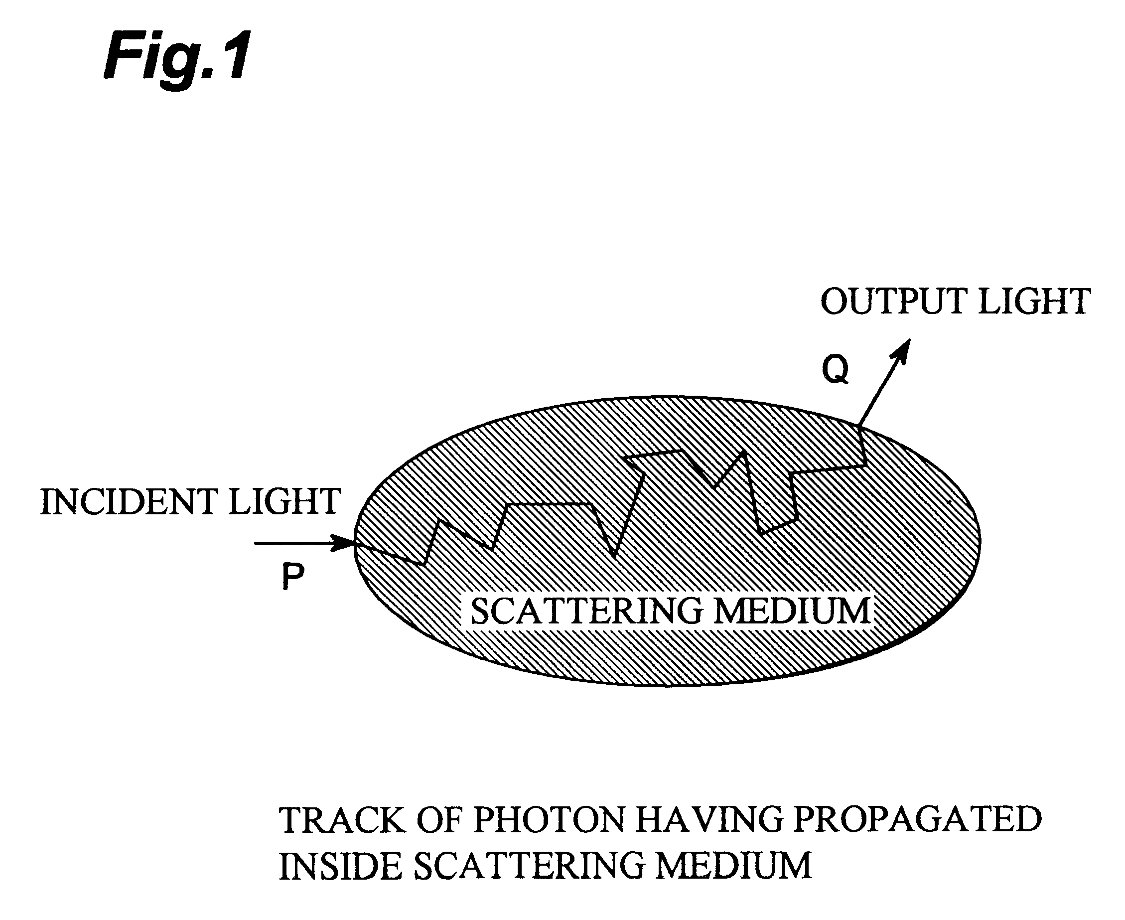 Absorption information measuring method and apparatus of scattering medium