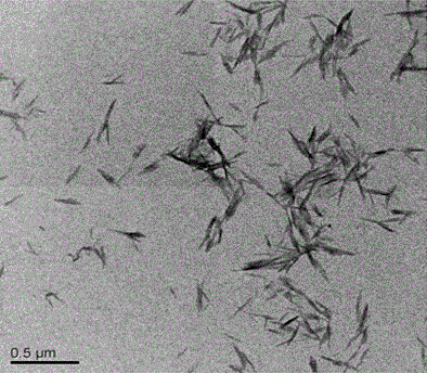 Hydrophilic polyester fiber modified by cellulose nanocrystal and preparation method thereof