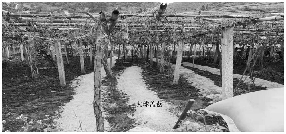 Method for planting stropharia rugoso-annulata under chayote frame in summer in Guizhou high-altitude area for fruiting