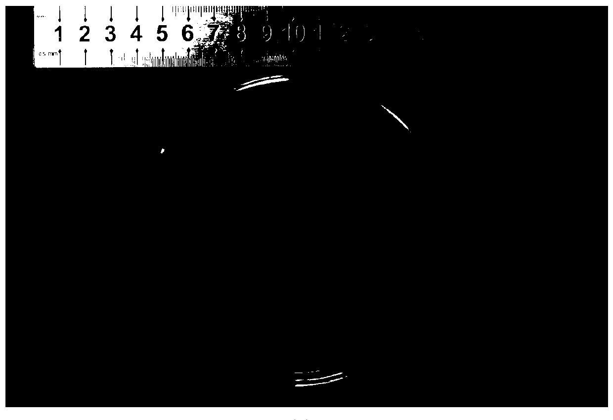 Method for mixed fermentation of green brick tea with multi-fungi