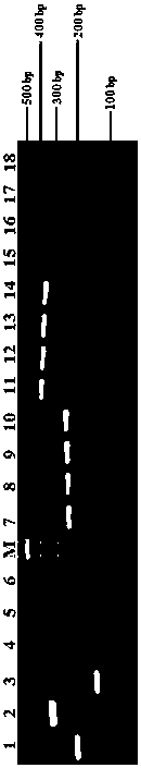 Multiple PCR (Polymerase Chain Reaction) kit for quickly identifying plant hopper species and identifying method thereof