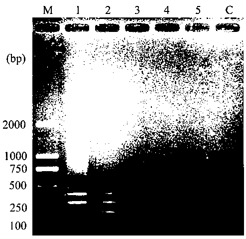 Method for detecting three potato pathogenic bacteria by multiple PCR (polymerase chain reaction) techniques