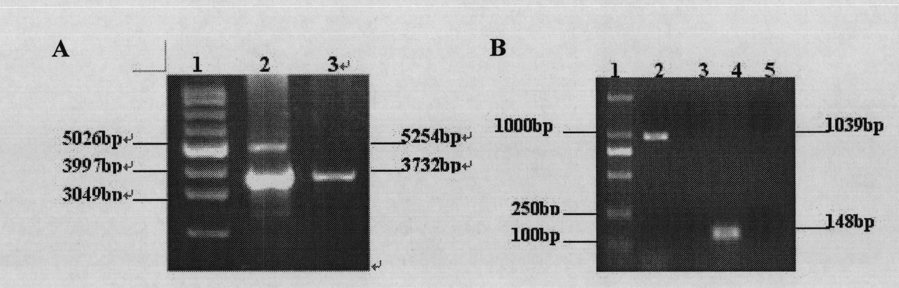 Method for increasing exogenous gene expression quantity and Chlamydomonas reinhardtii hydrogen production quantity by codon optimization