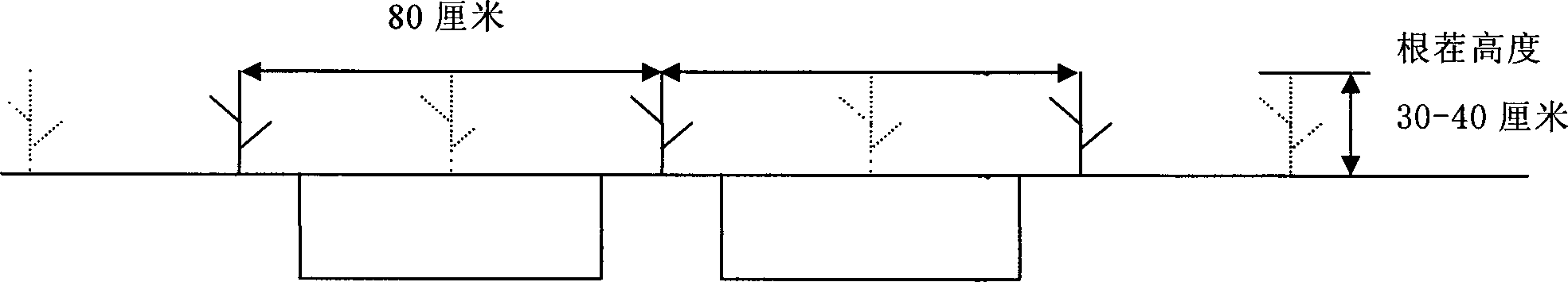 Wide-row flat planting protective tillage planting method for maizes