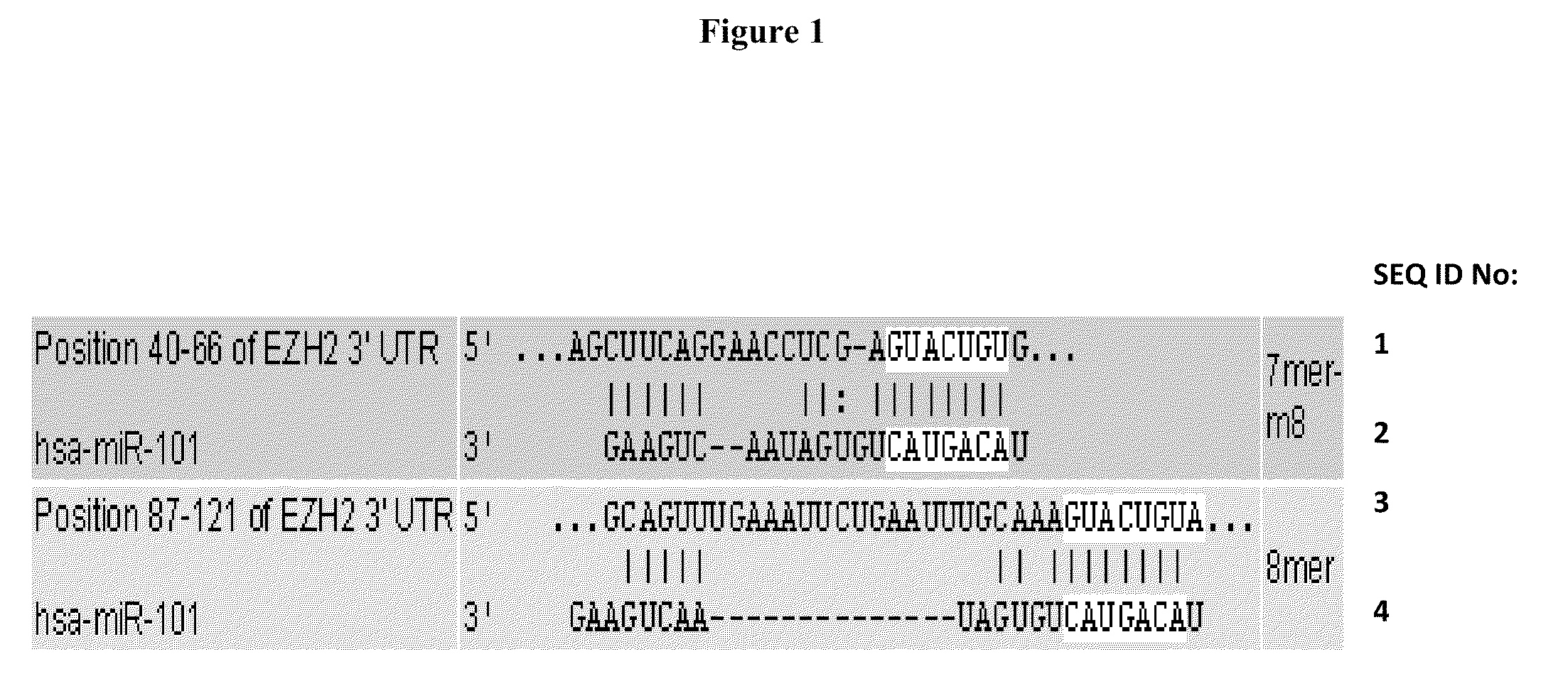 Compositions and methods for inhibiting ezh2