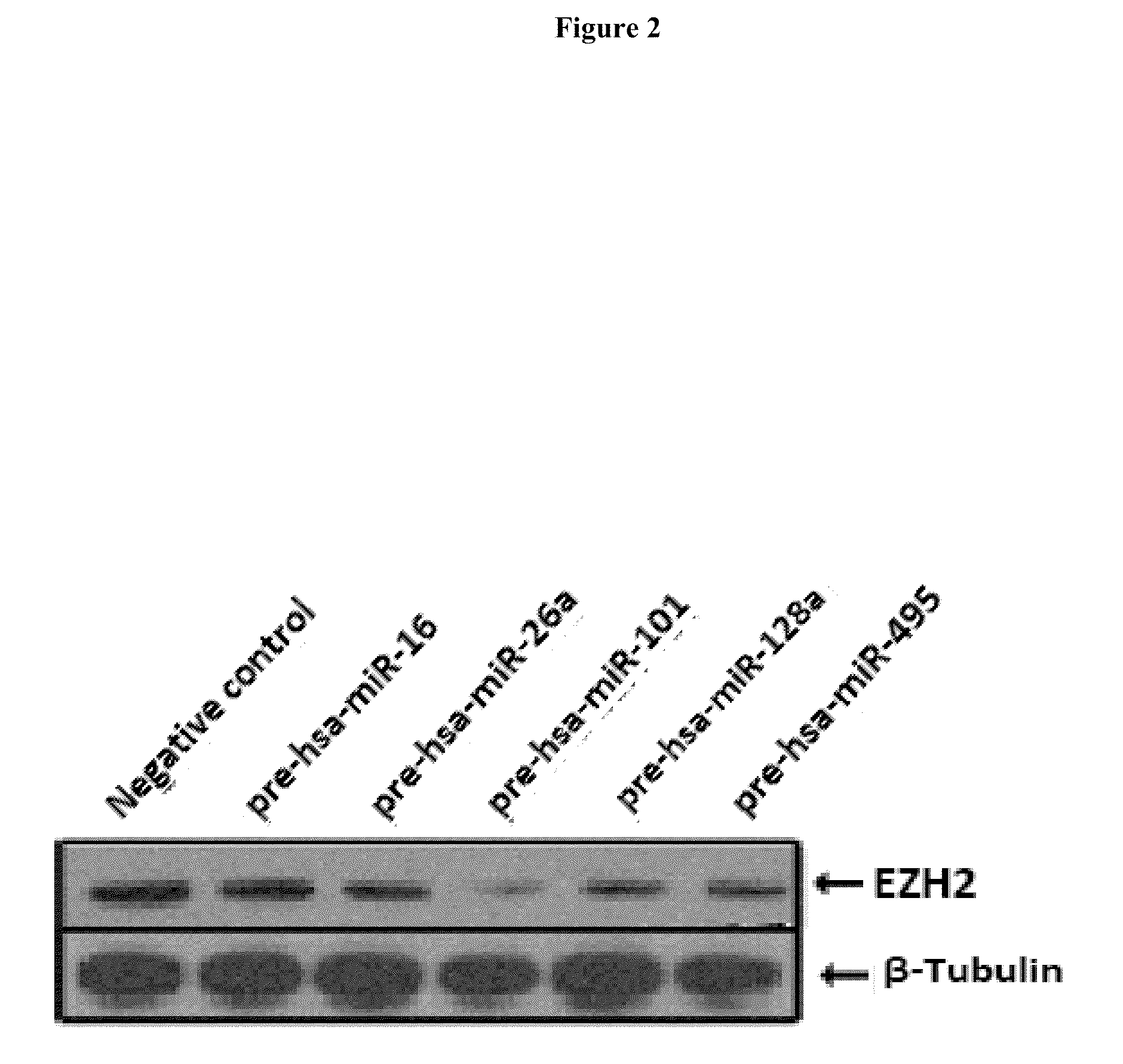 Compositions and methods for inhibiting ezh2