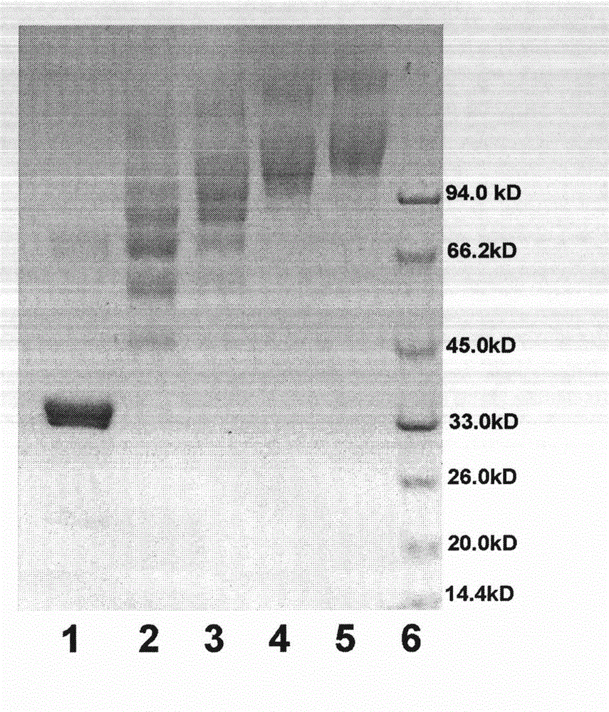 Polyethylene glycol dog source urate oxidase analogue, and preparation method and applications thereof