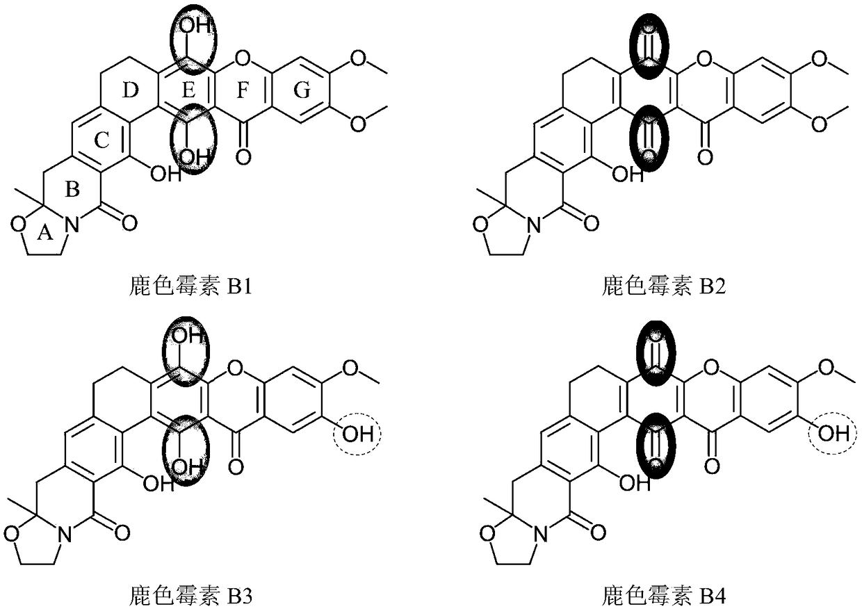 Cervinomycin B1, B2, B3 and B4 and production method and application thereof