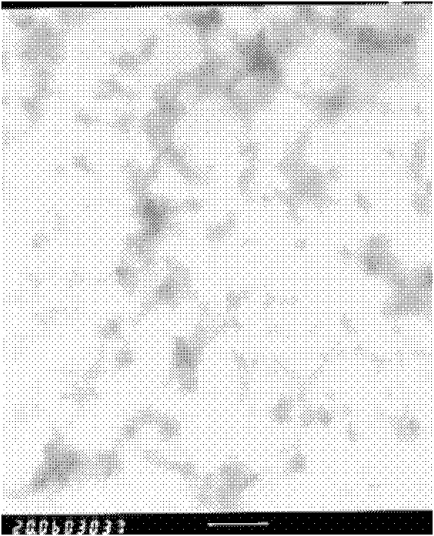 Chitosan nano-biological preparation, and preparation method and application thereof