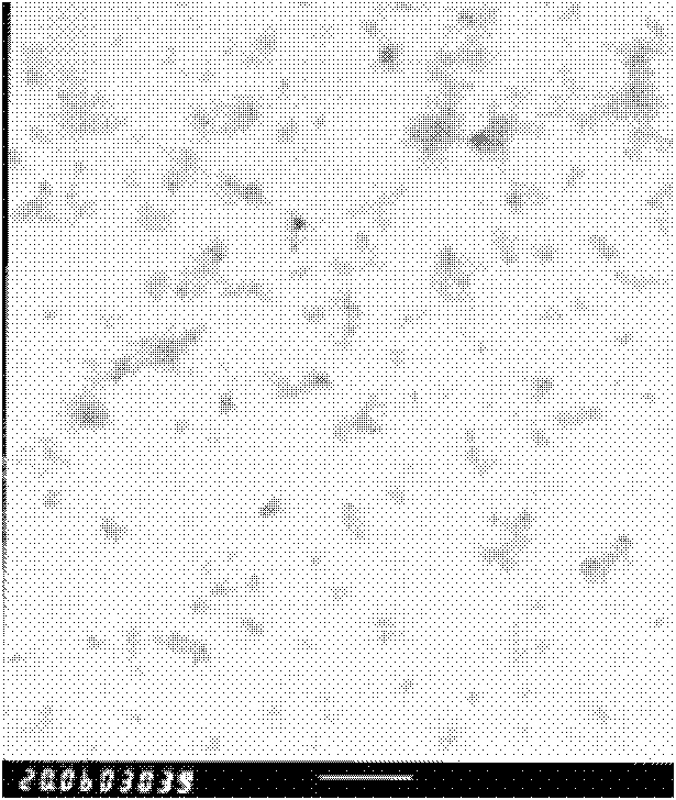 Chitosan nano-biological preparation, and preparation method and application thereof