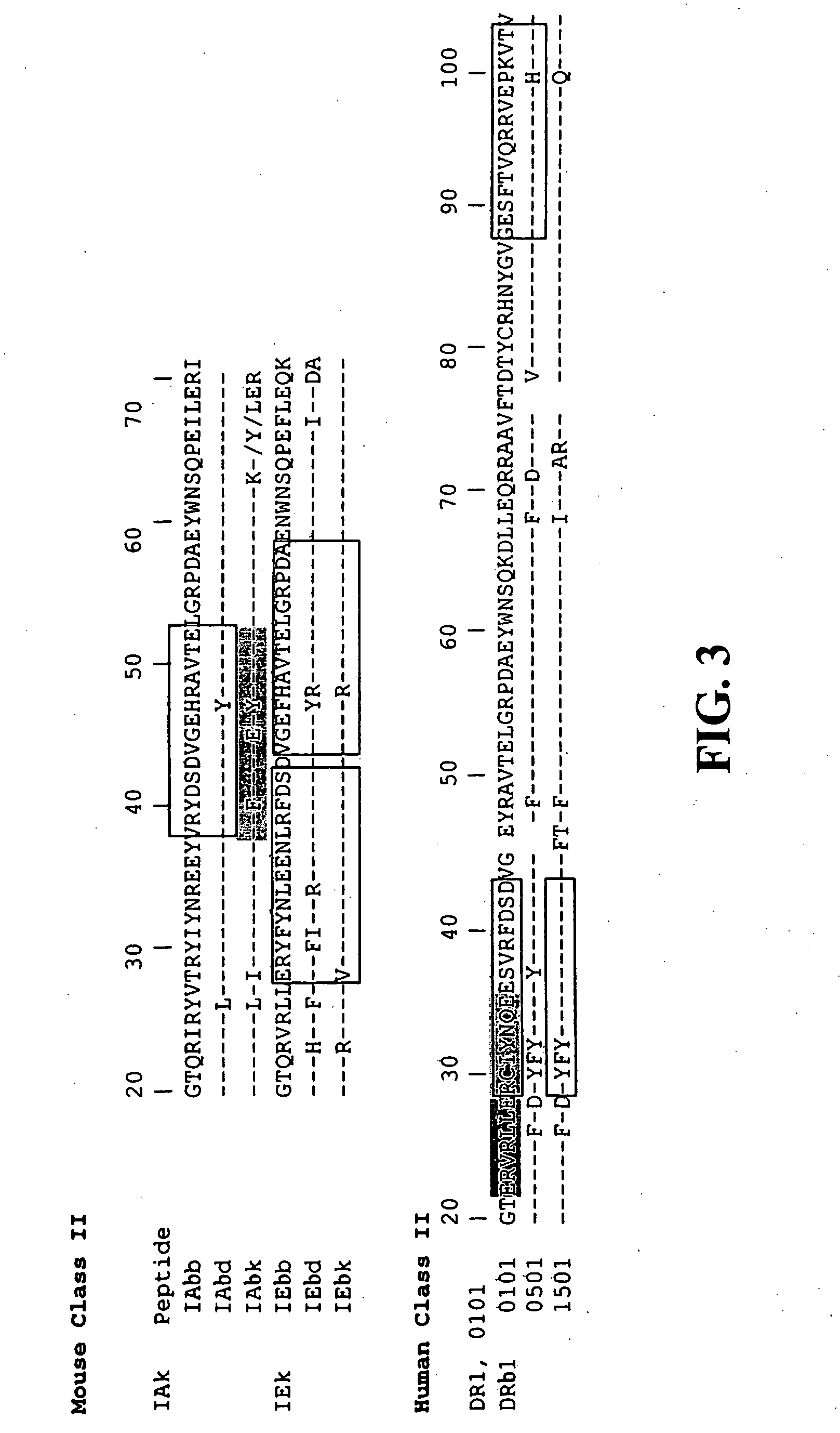 Immune regulation