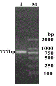 Porcine reproductive and respiratory syndrome virus antibody detection kit