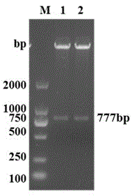 Porcine reproductive and respiratory syndrome virus antibody detection kit