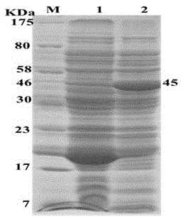 Porcine reproductive and respiratory syndrome virus antibody detection kit