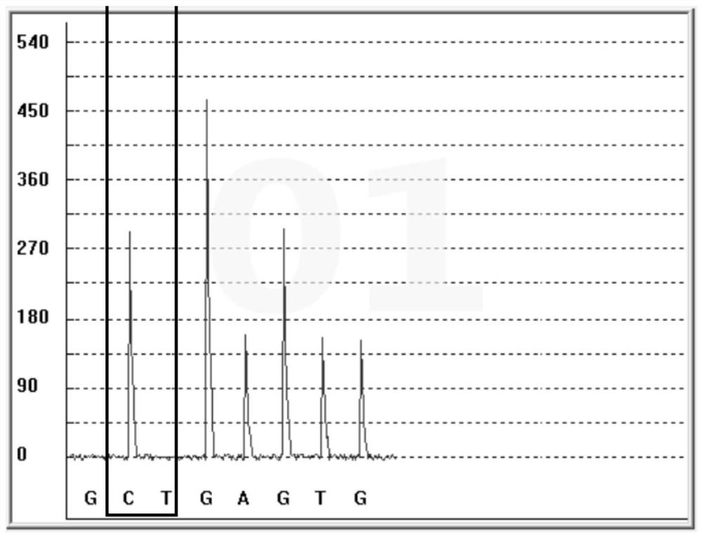 Gene polymorphism detection kit for insulin resistance risk assessment and detection method and application of gene polymorphism detection kit