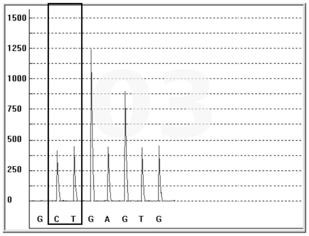 Gene polymorphism detection kit for insulin resistance risk assessment and detection method and application of gene polymorphism detection kit