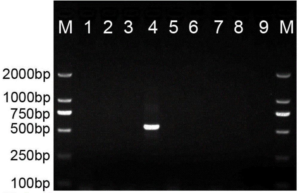 Nucleotide sequence, molecular probe and method for discriminating paphiopedilum micranthum