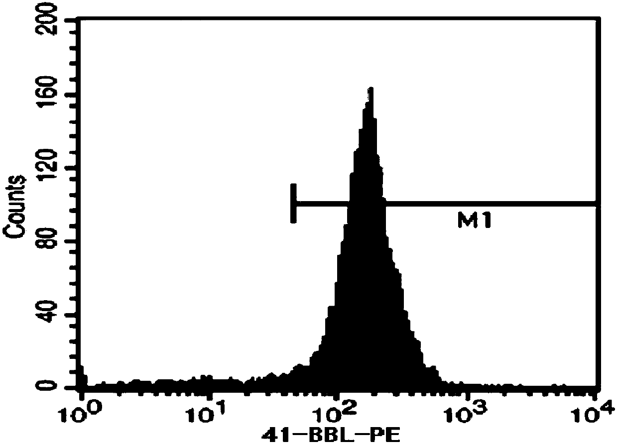 Biological film for promoting gene editing T cell activation and amplification, preparation method and application