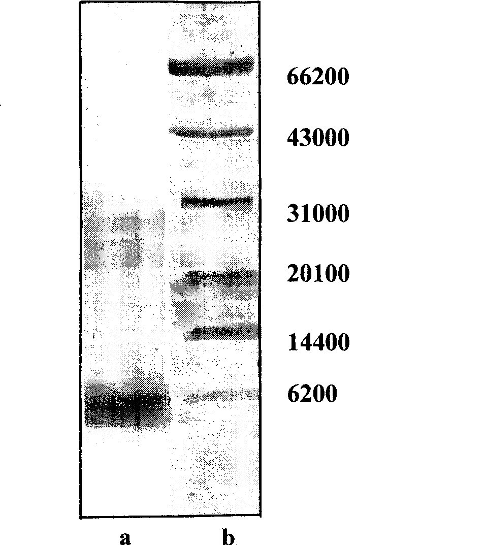 Hyriopsis cumingii enzymolysis polypeptide, as well as preparation and application thereof